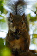 Image of Guianan Squirrel