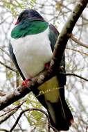 Image of Kererū