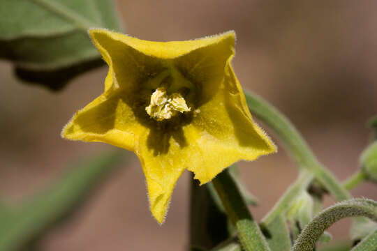 Image of ivyleaf groundcherry