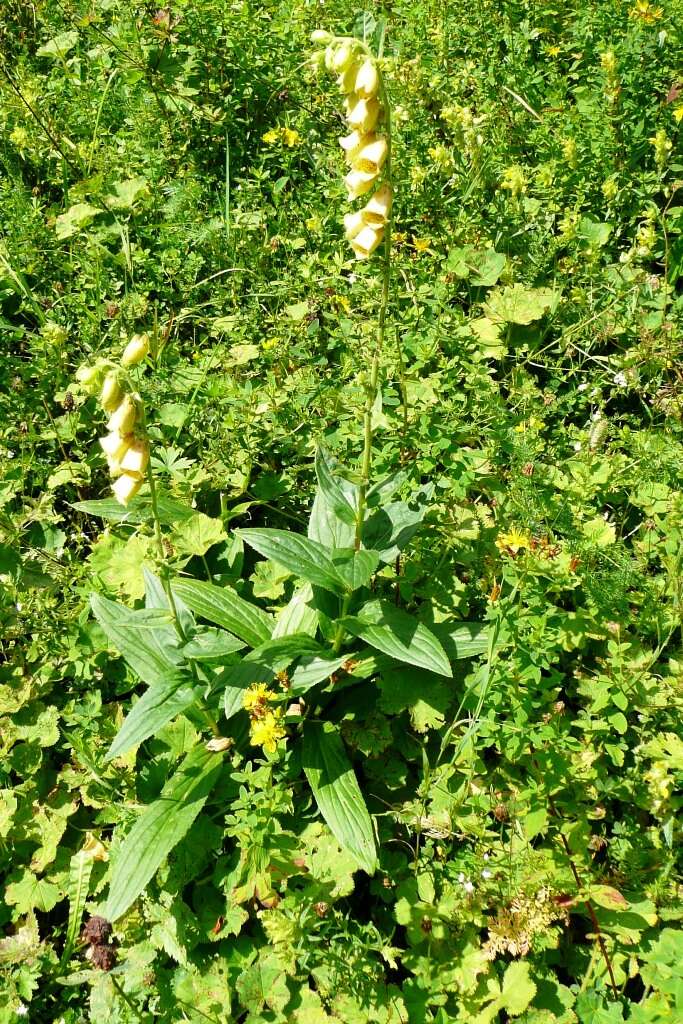 Imagem de Digitalis grandiflora Mill.