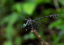 صورة Nychogomphus striatus (Fraser 1924)