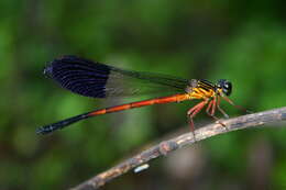 Image of Euphaea cardinalis (Fraser 1924)