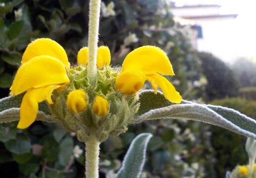 Image of shrubby Jerusalem sage