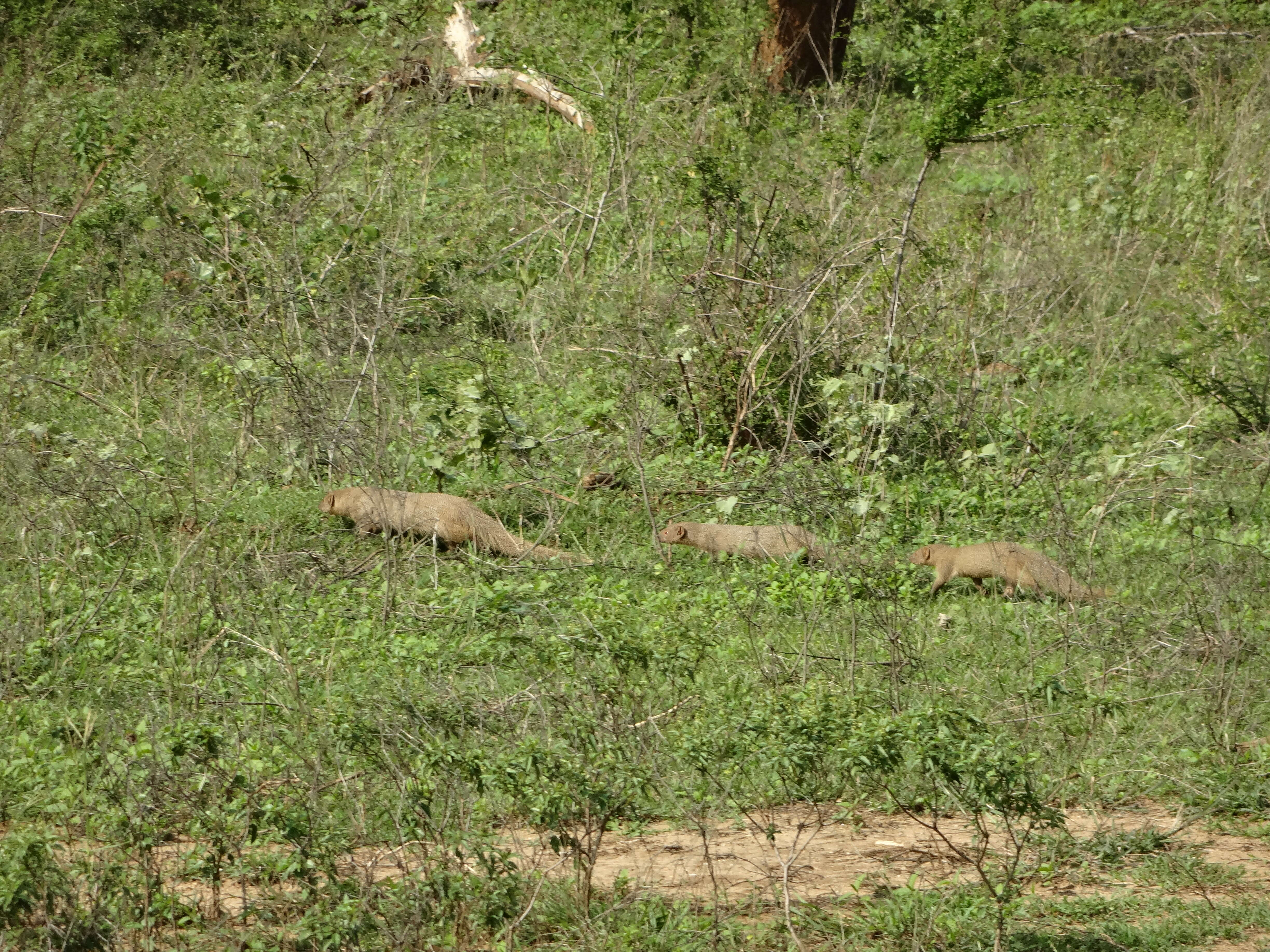 Image of Indian Gray Mongoose