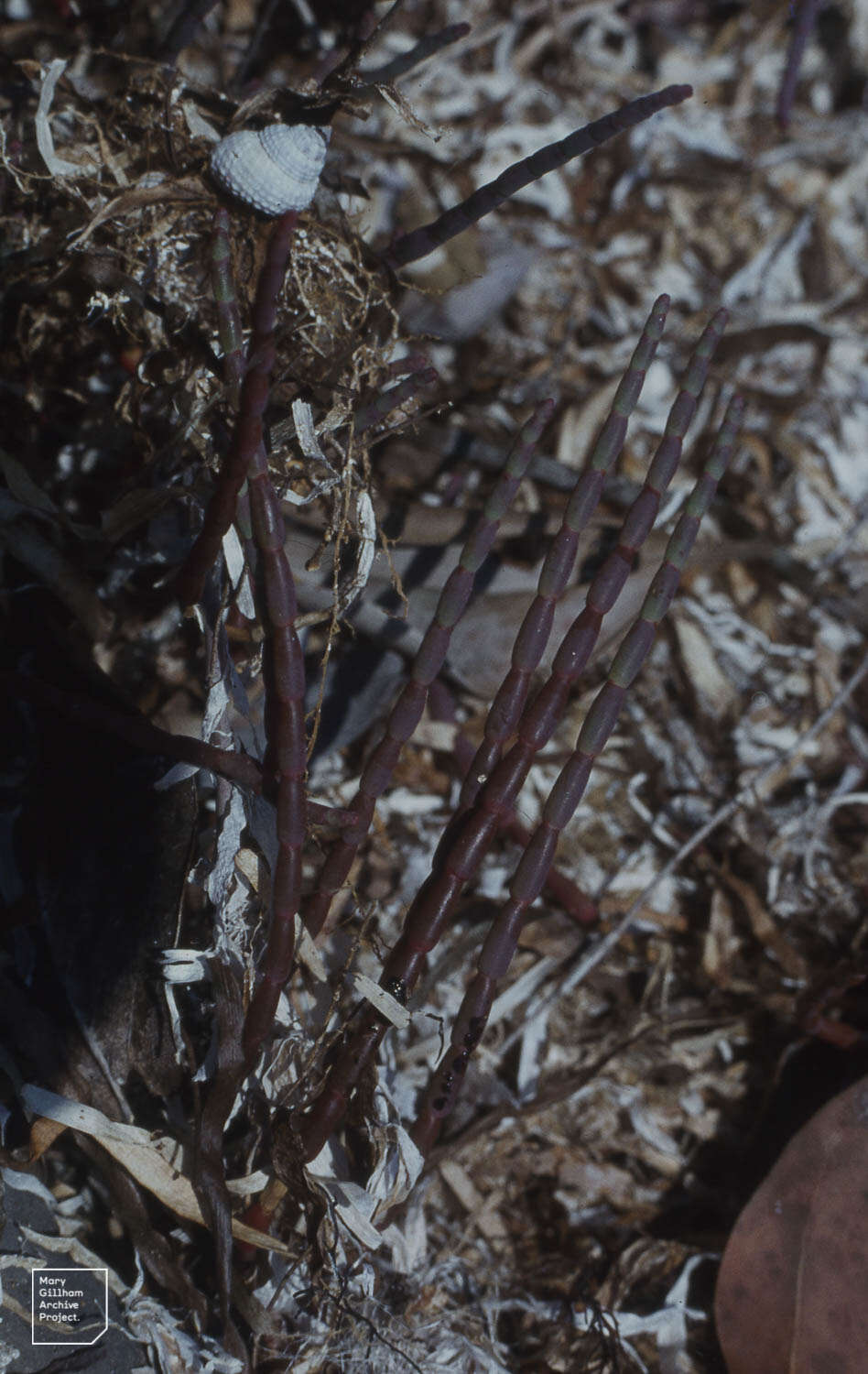 Image of Perennial Glasswort