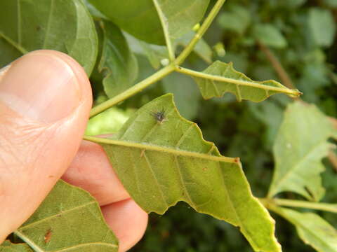 Sivun Fraxinus uhdei (Wenz.) Lingelsh. kuva