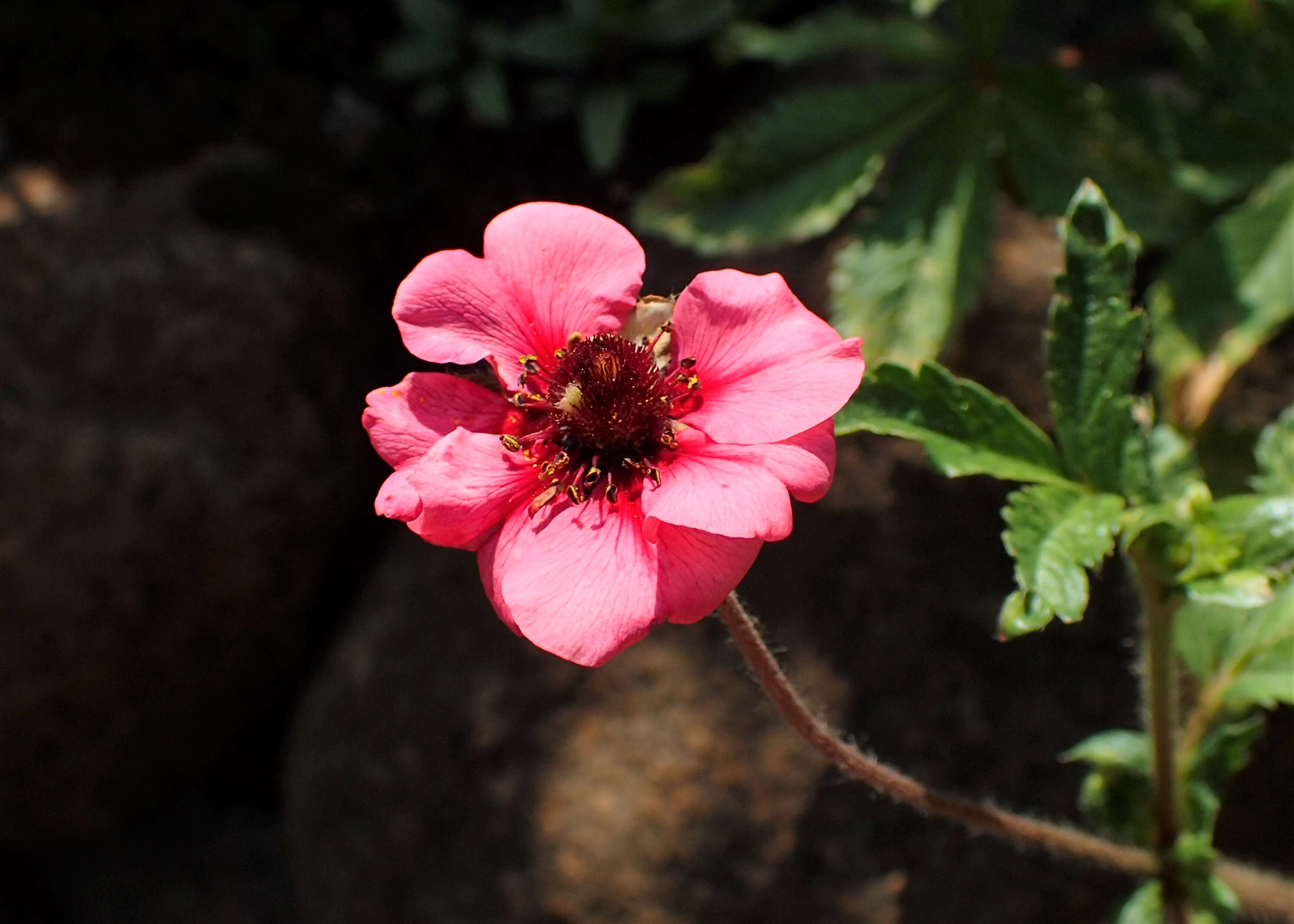 Image of Potentilla nepalensis Hook.