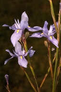 Image of blue-tulip