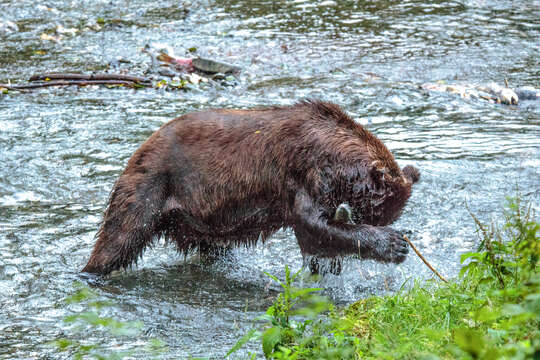 Image of Ursus arctos middendorffi Merriam 1896