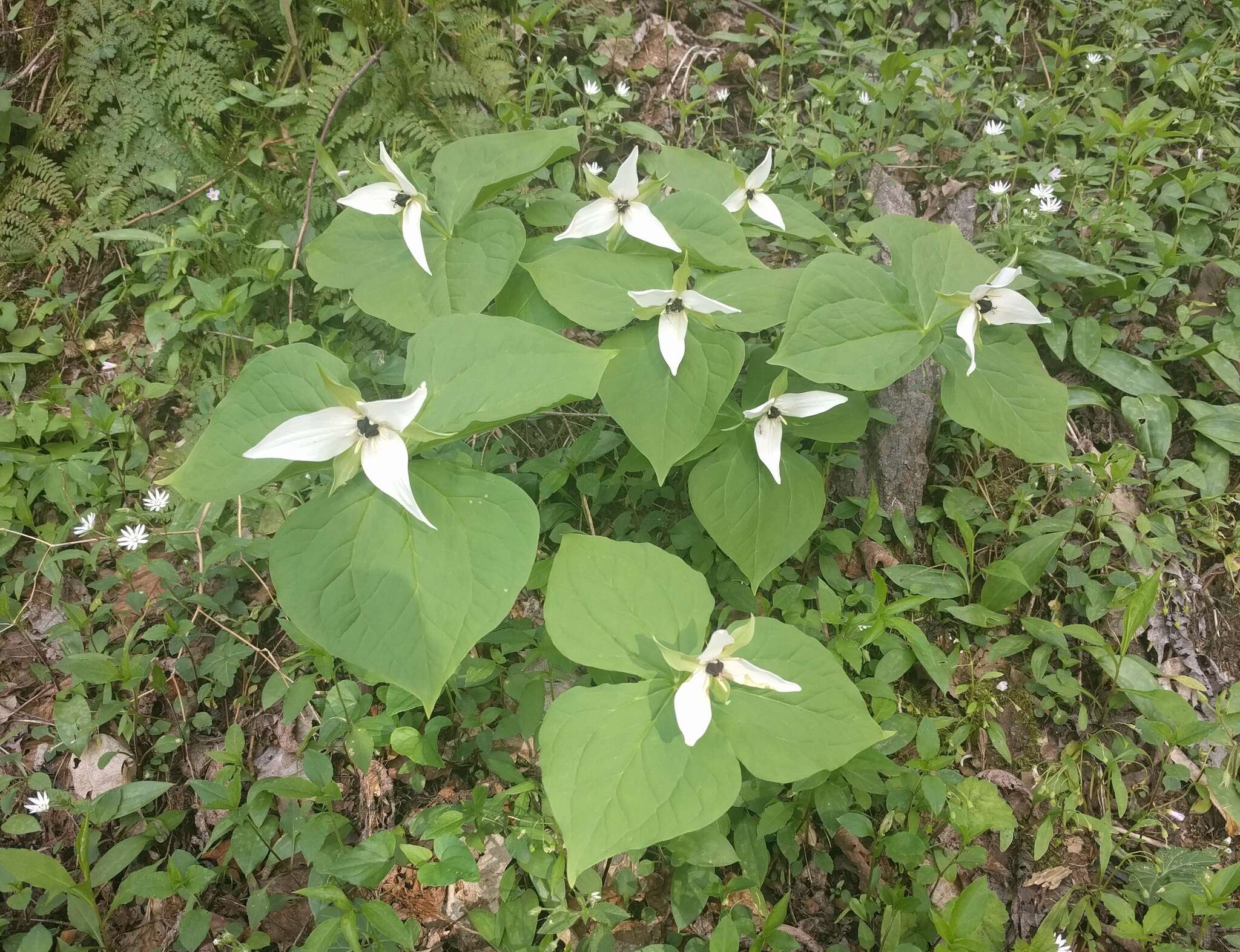 Image of red trillium