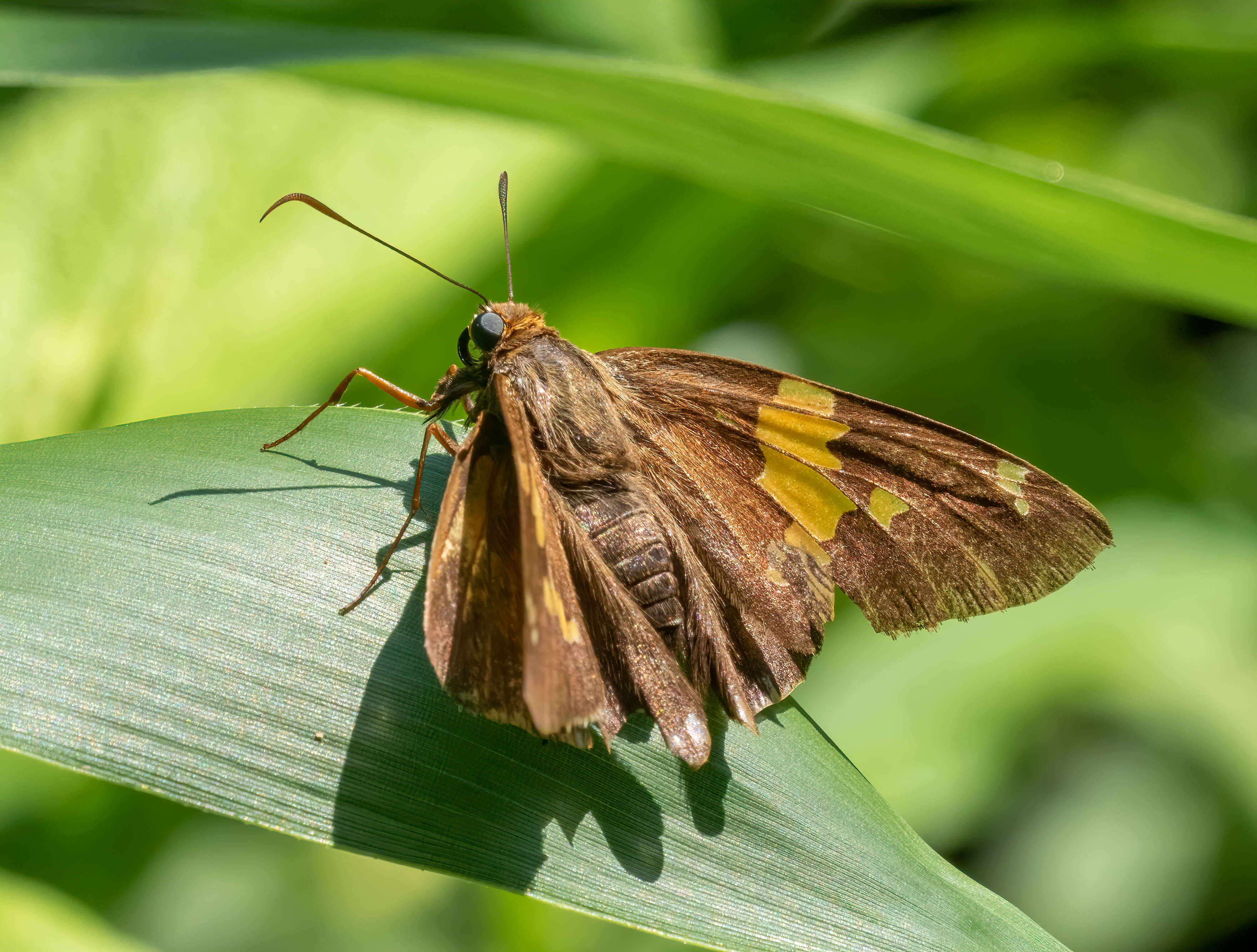 Image of Silver-spotted Skipper