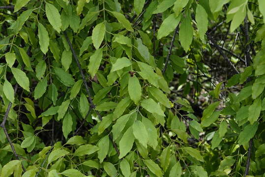 Image of Sandalwood