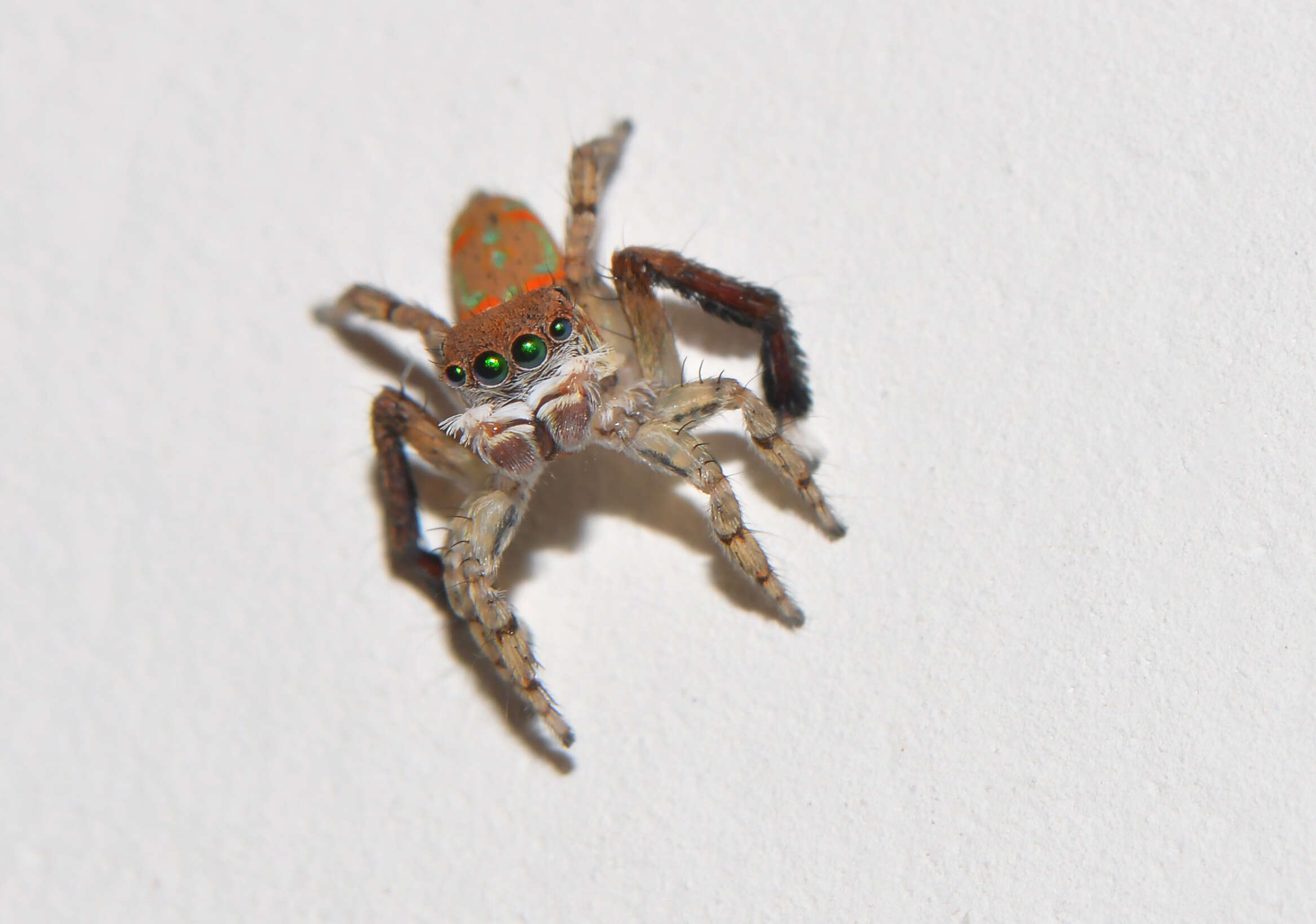 Image of Peacock spider