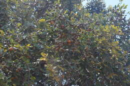 Image of Mobola plum