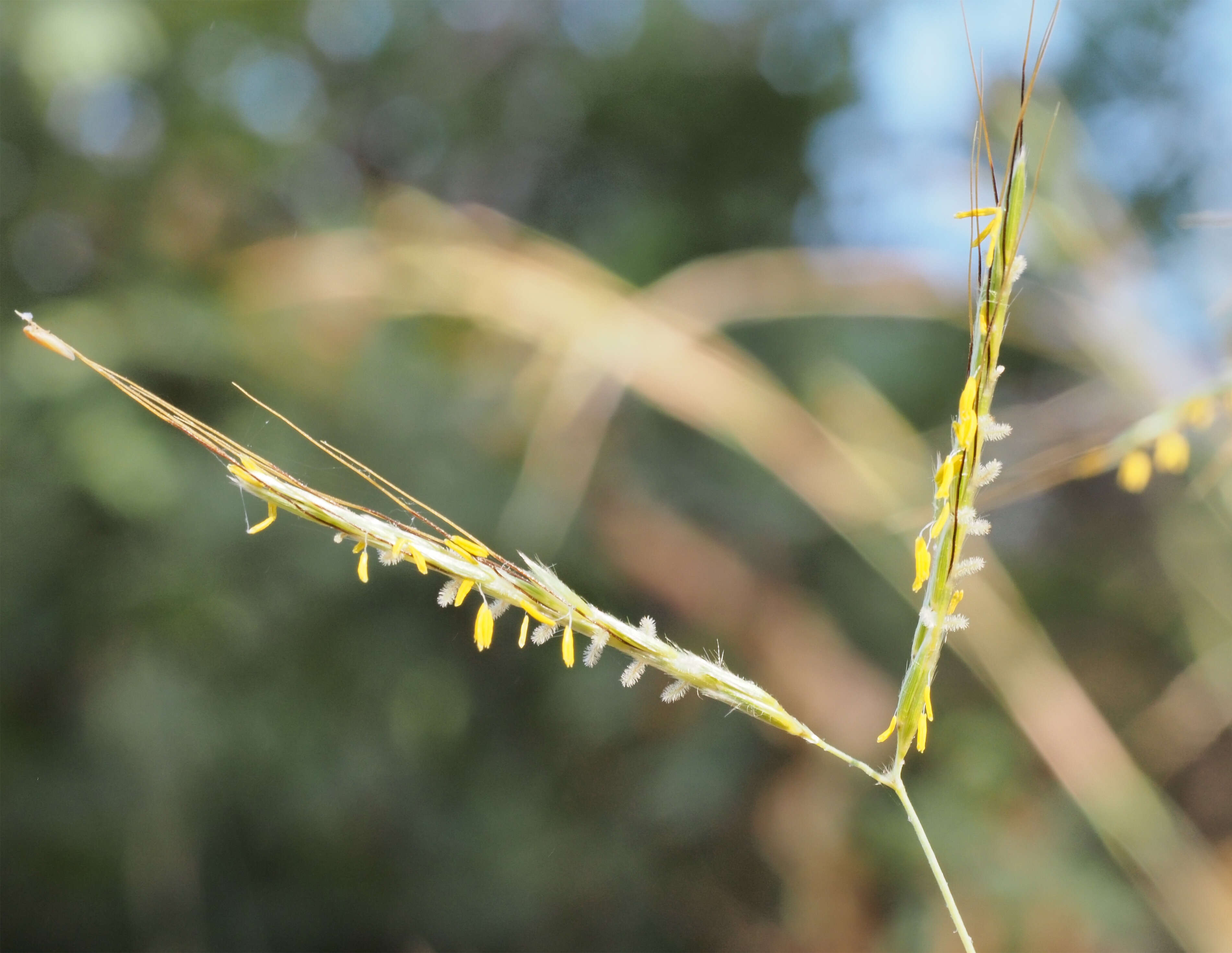 Plancia ëd Hyparrhenia hirta (L.) Stapf