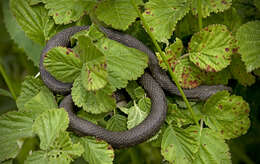 Image of Dice Snake