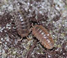 Image of Pillbug