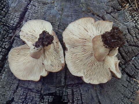 صورة Lactarius uvidus (Fr.) Fr. 1838