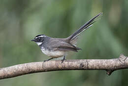 Image of White-spotted Fantail