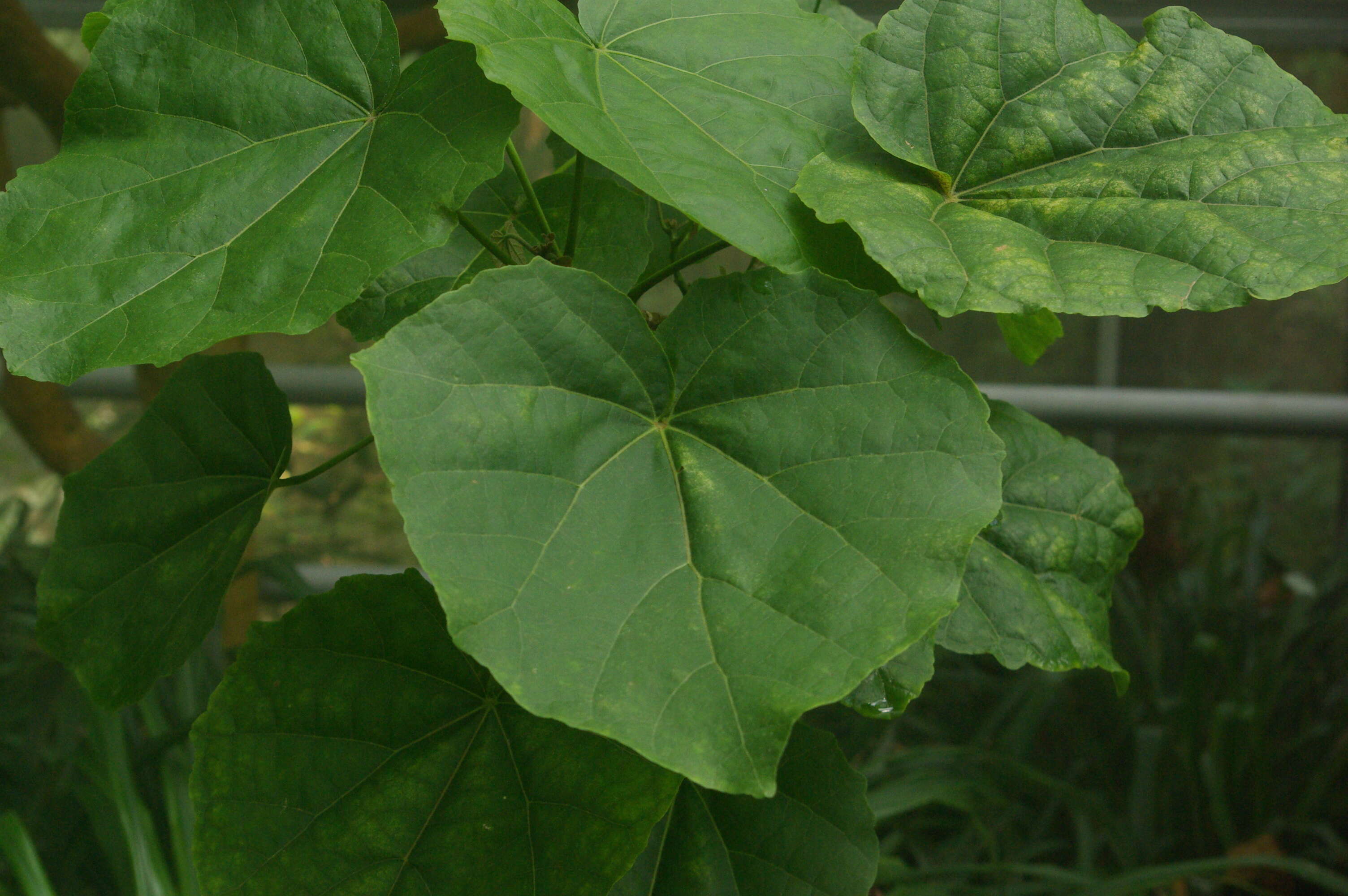 Image of Kilauea hau kuahiwi