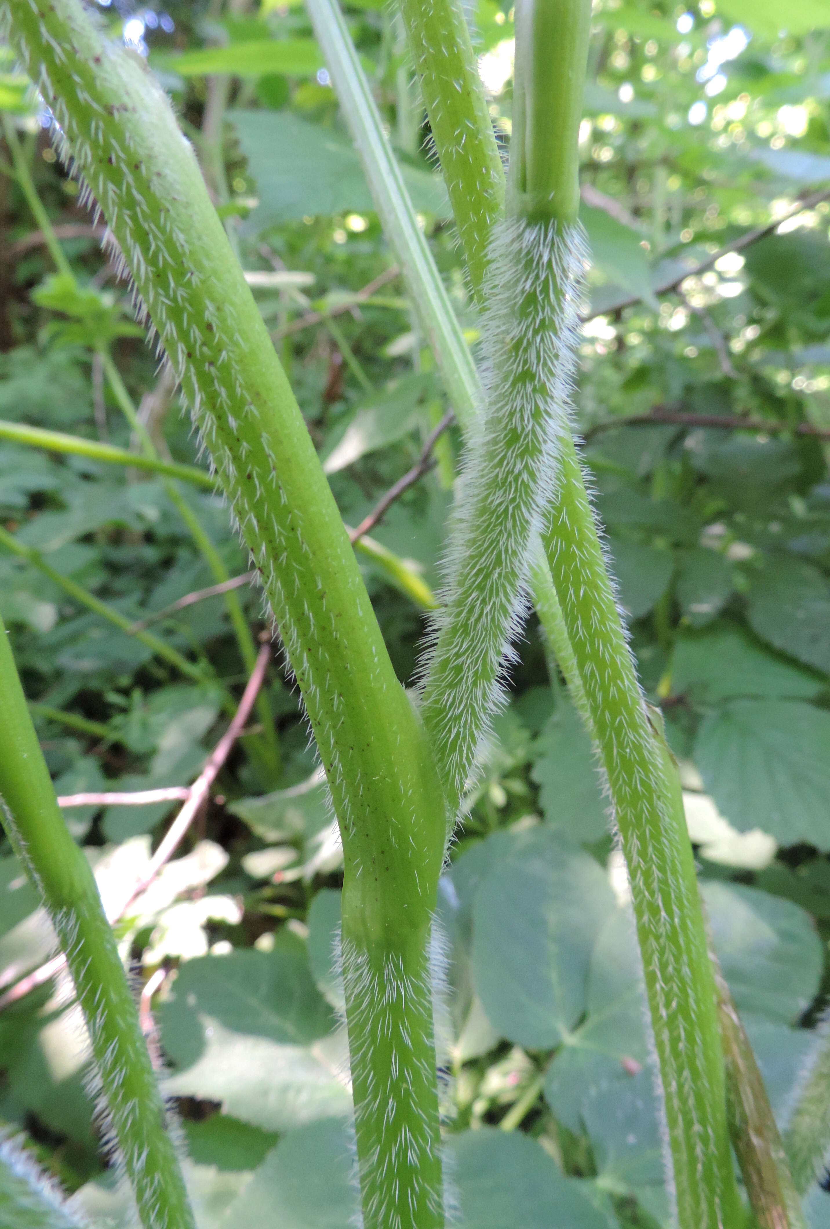 Imagem de Chaerophyllum aromaticum L.