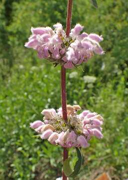 Image of tuberous Jerusalem sage