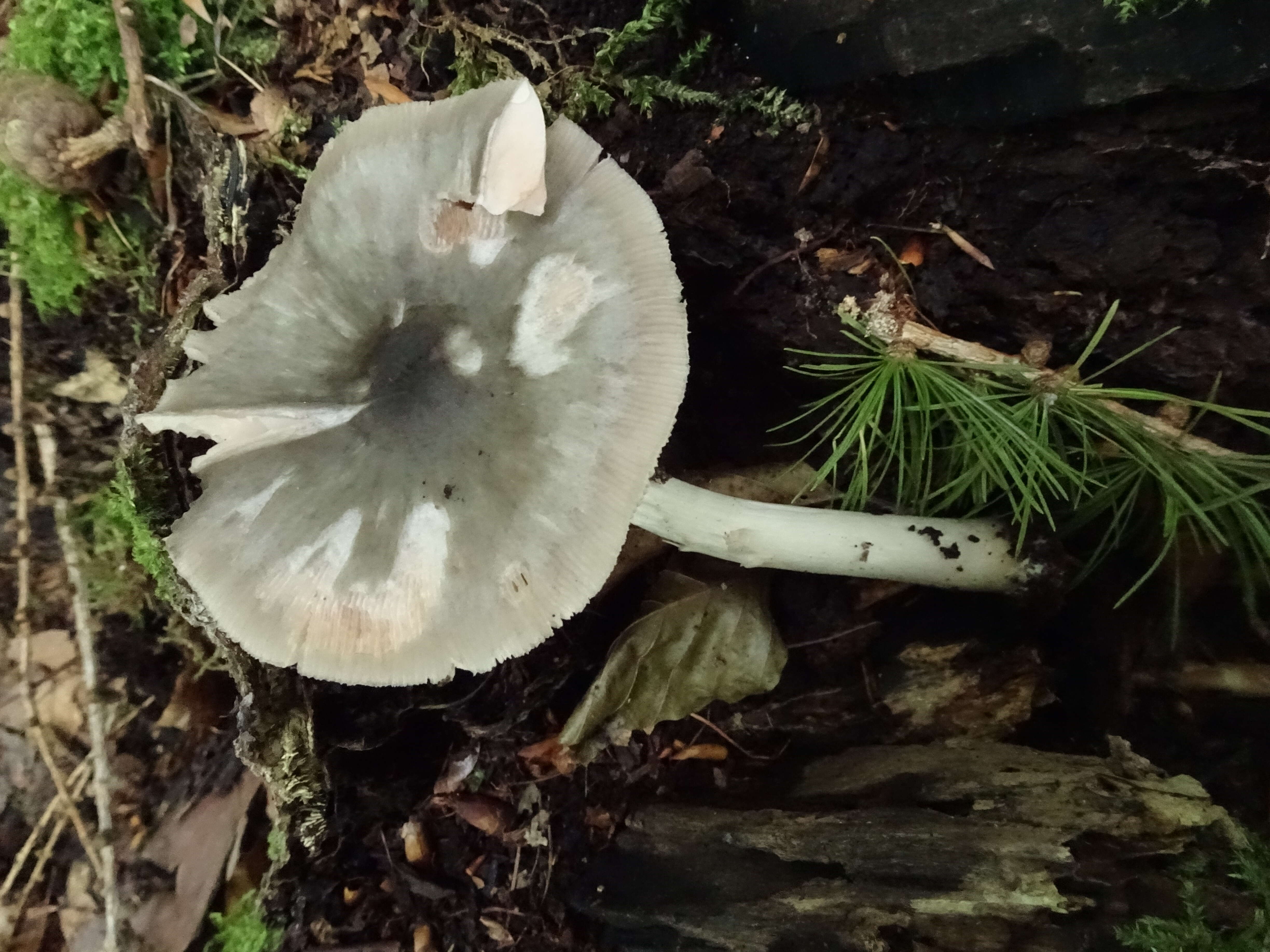 Pluteus salicinus (Pers.) P. Kumm. 1871 resmi