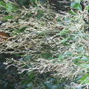 Image of Hopea parviflora Bedd.