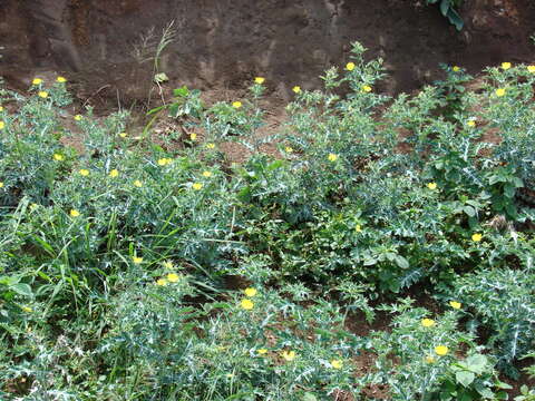 Image of Mexican pricklypoppy