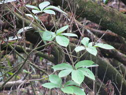 Image of fiveleaf yam