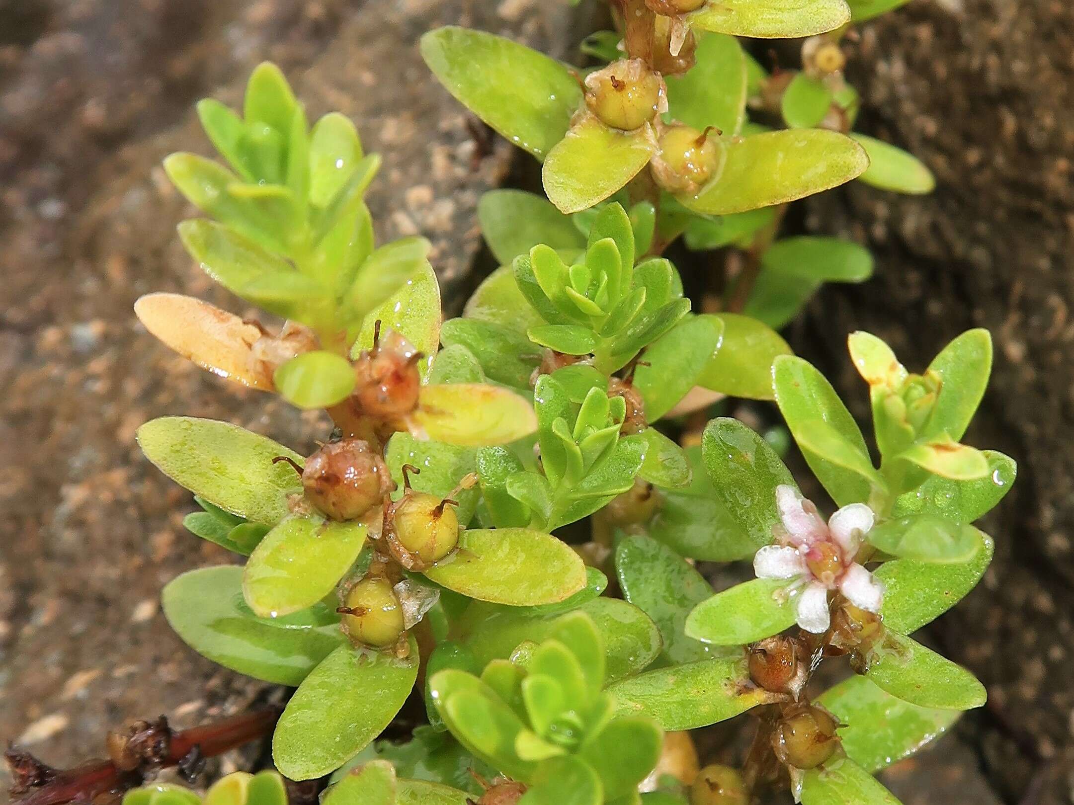 Image of black saltwort