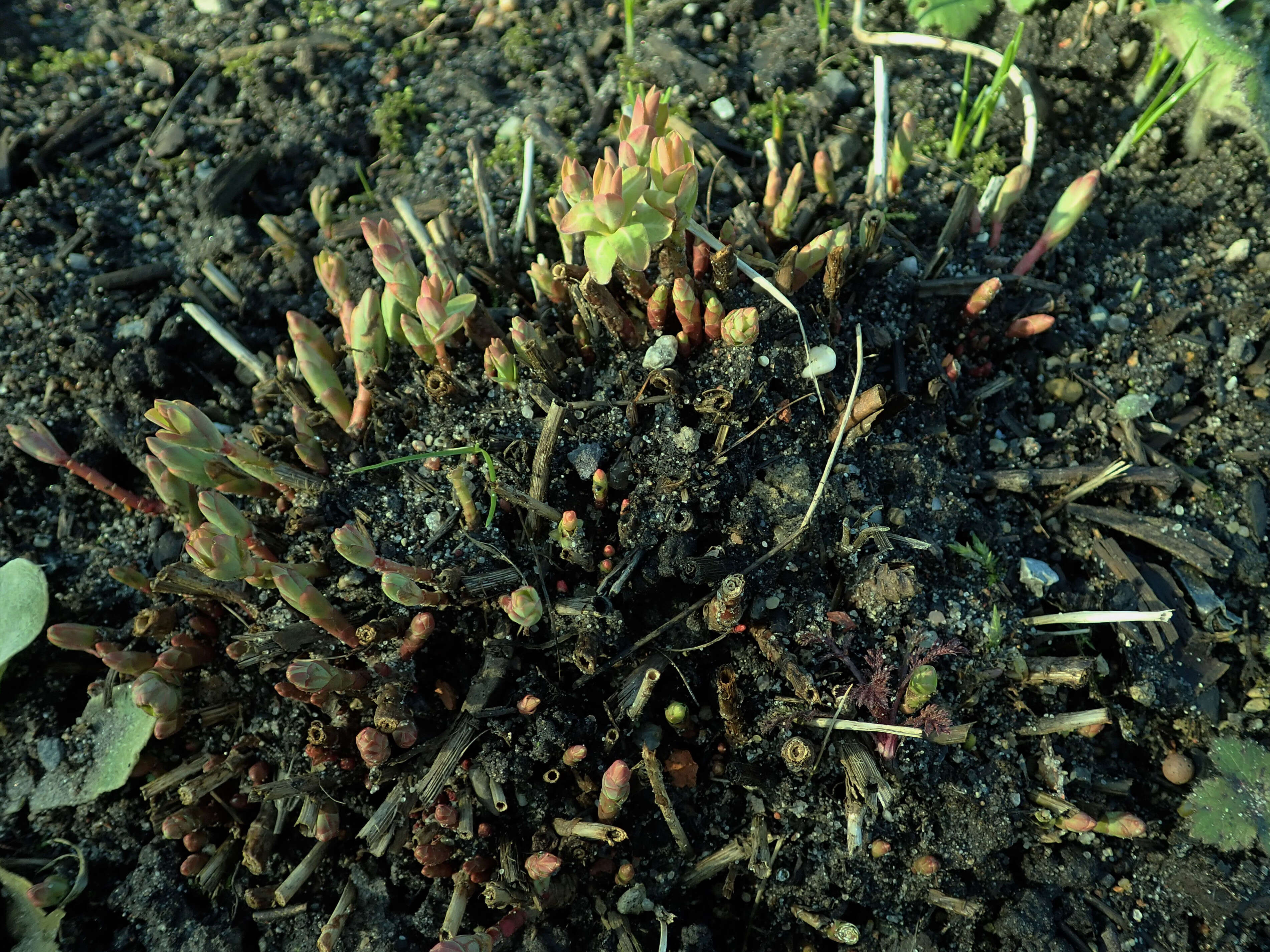 Image of cushion spurge