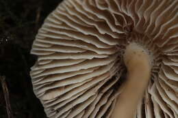 Image of Common Bonnet