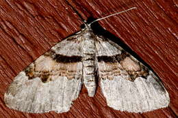 Image of Labrador Carpet