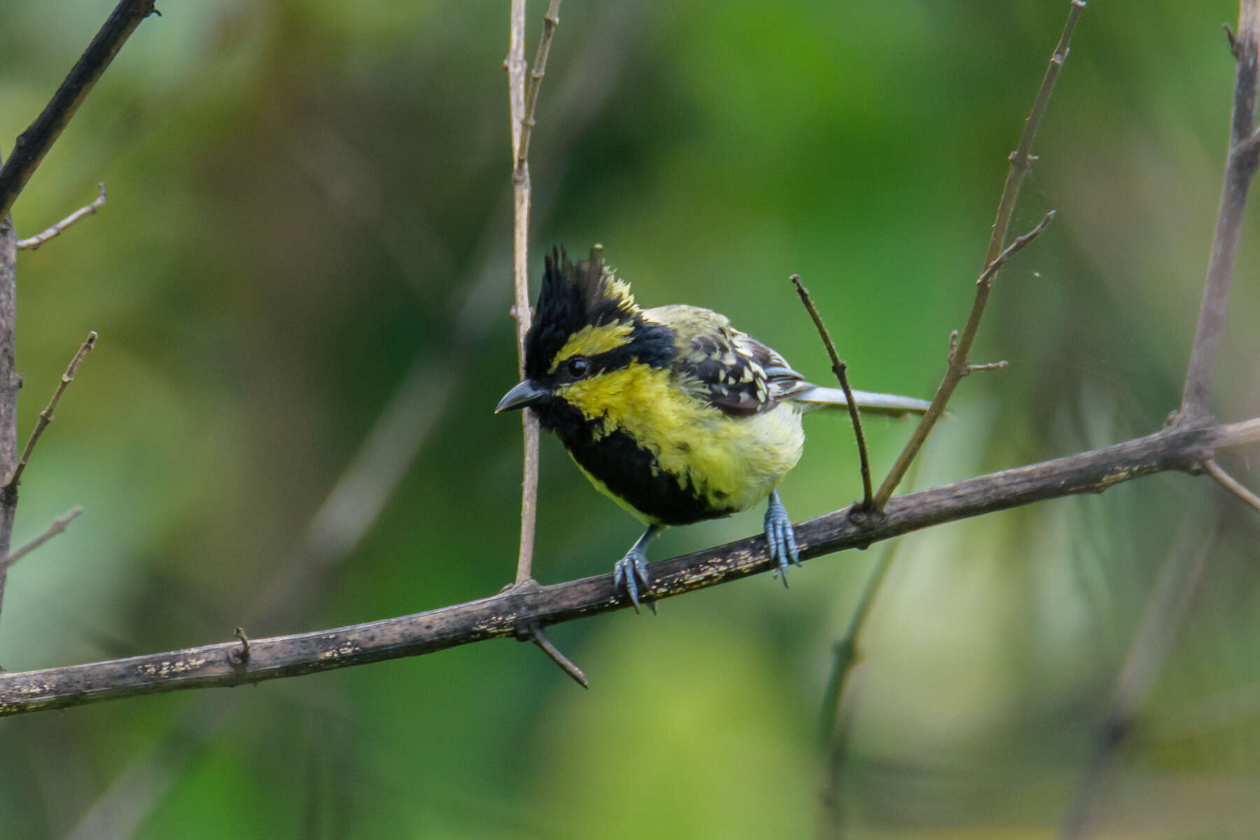 Image of Black-lored Tit