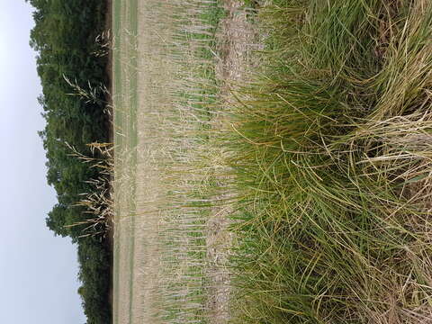 Image of Tufted Hair-grass