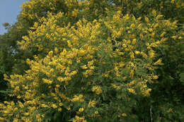 Image of African weeping-wattle