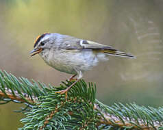 Image of Golden-crowned Kinglet