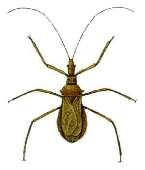 Image of Pristhesancus plagipennis Walker 1873