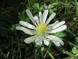 Image of Balkan Anemone