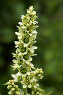 Image of White Hellebore