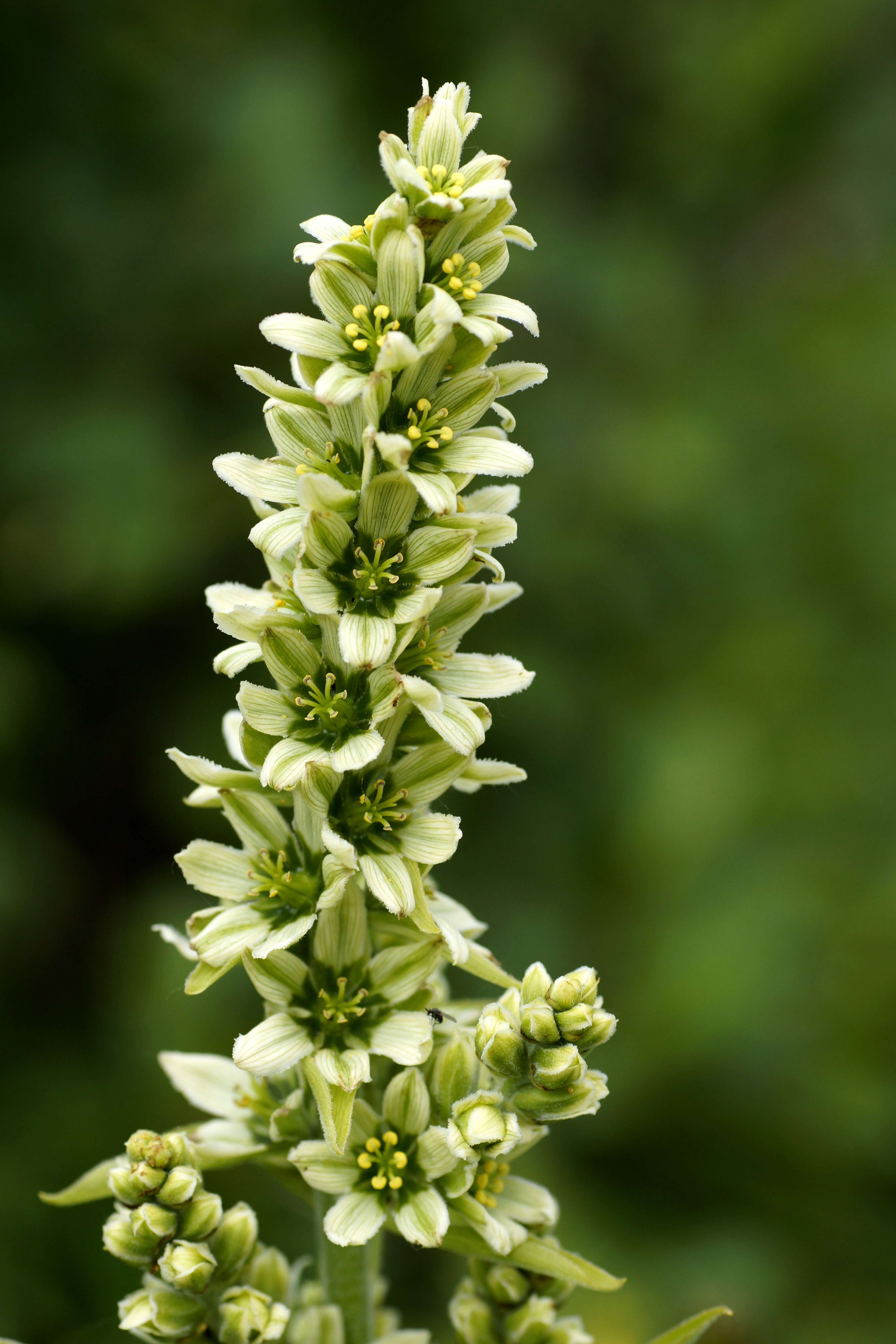 Imagem de Veratrum lobelianum Bernh.