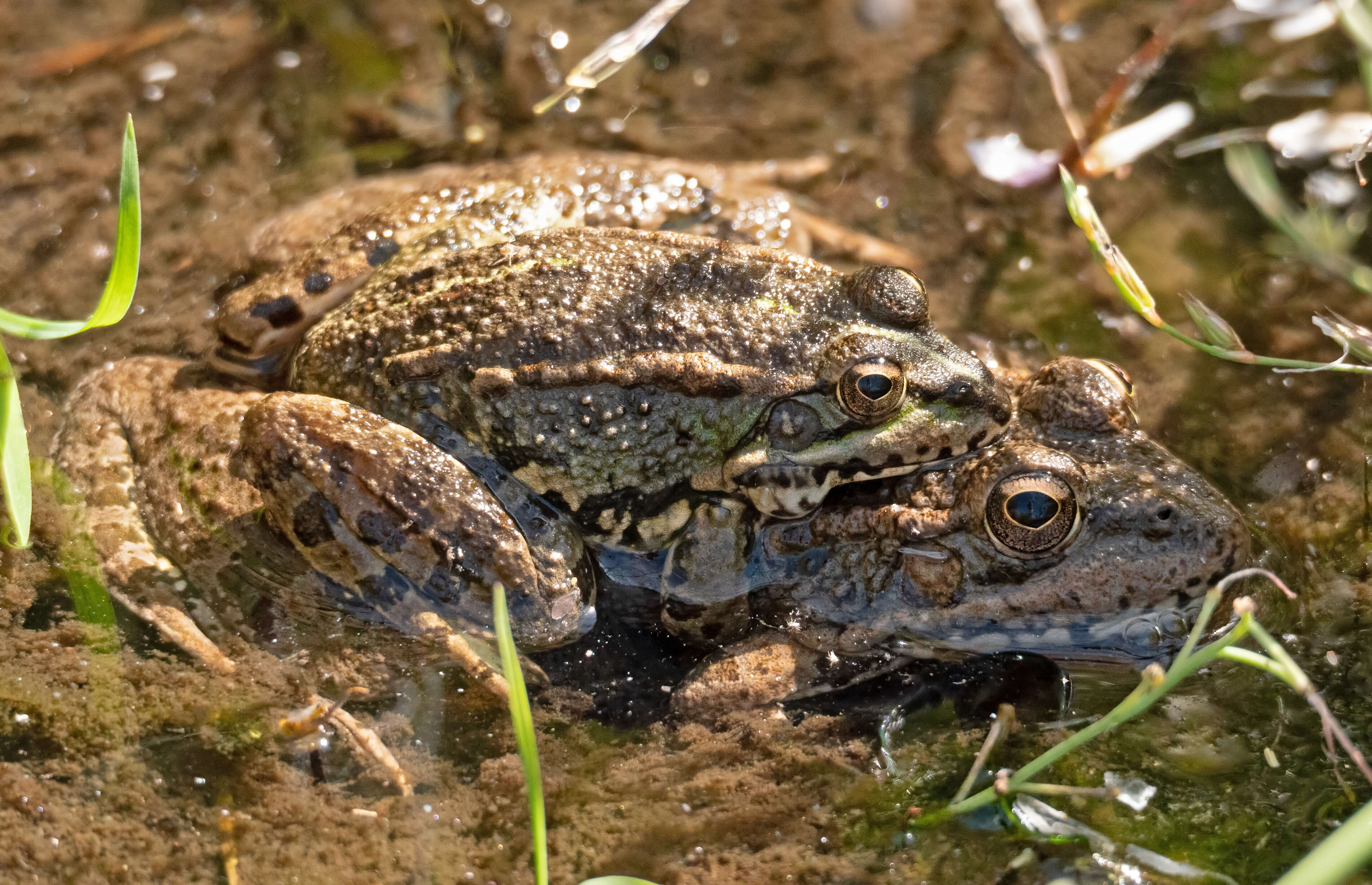 Image of Perez's Frog