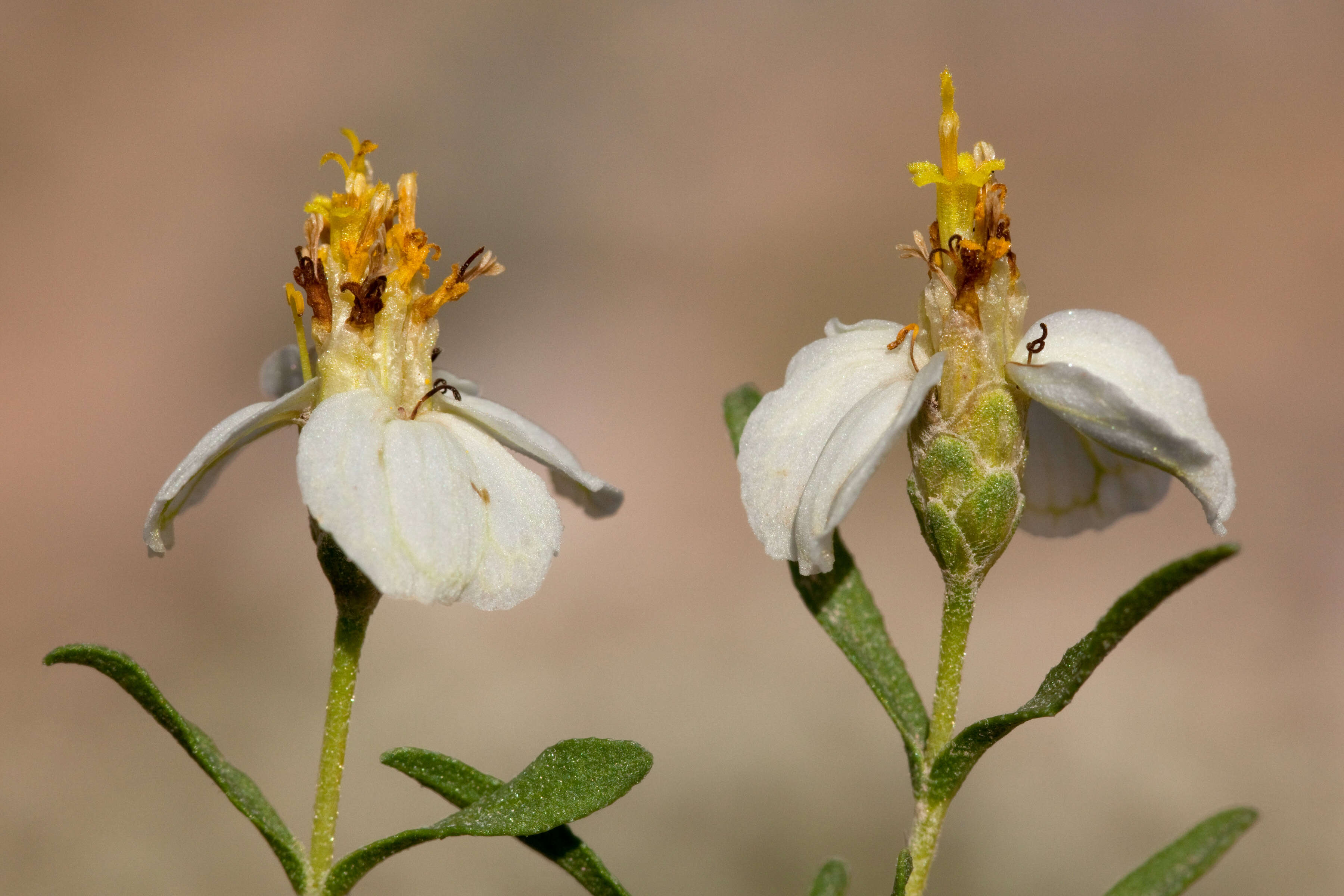 Image of desert zinnia