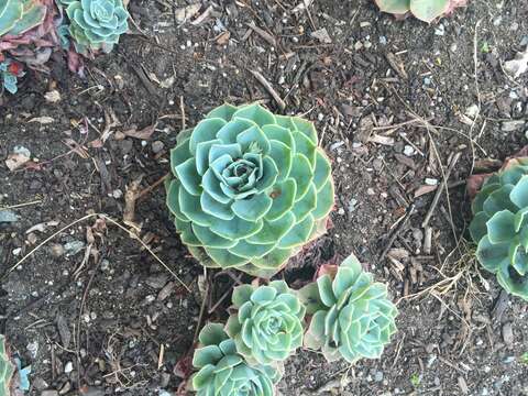 Image of hens and chicks