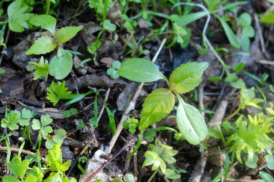 Image of small balsam