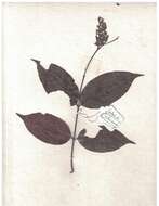 Image of Salacia chinensis L.