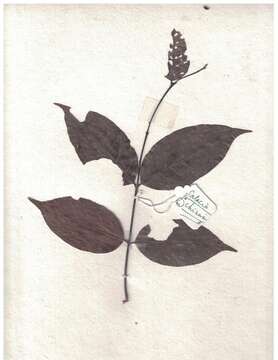 Слика од Salacia chinensis L.