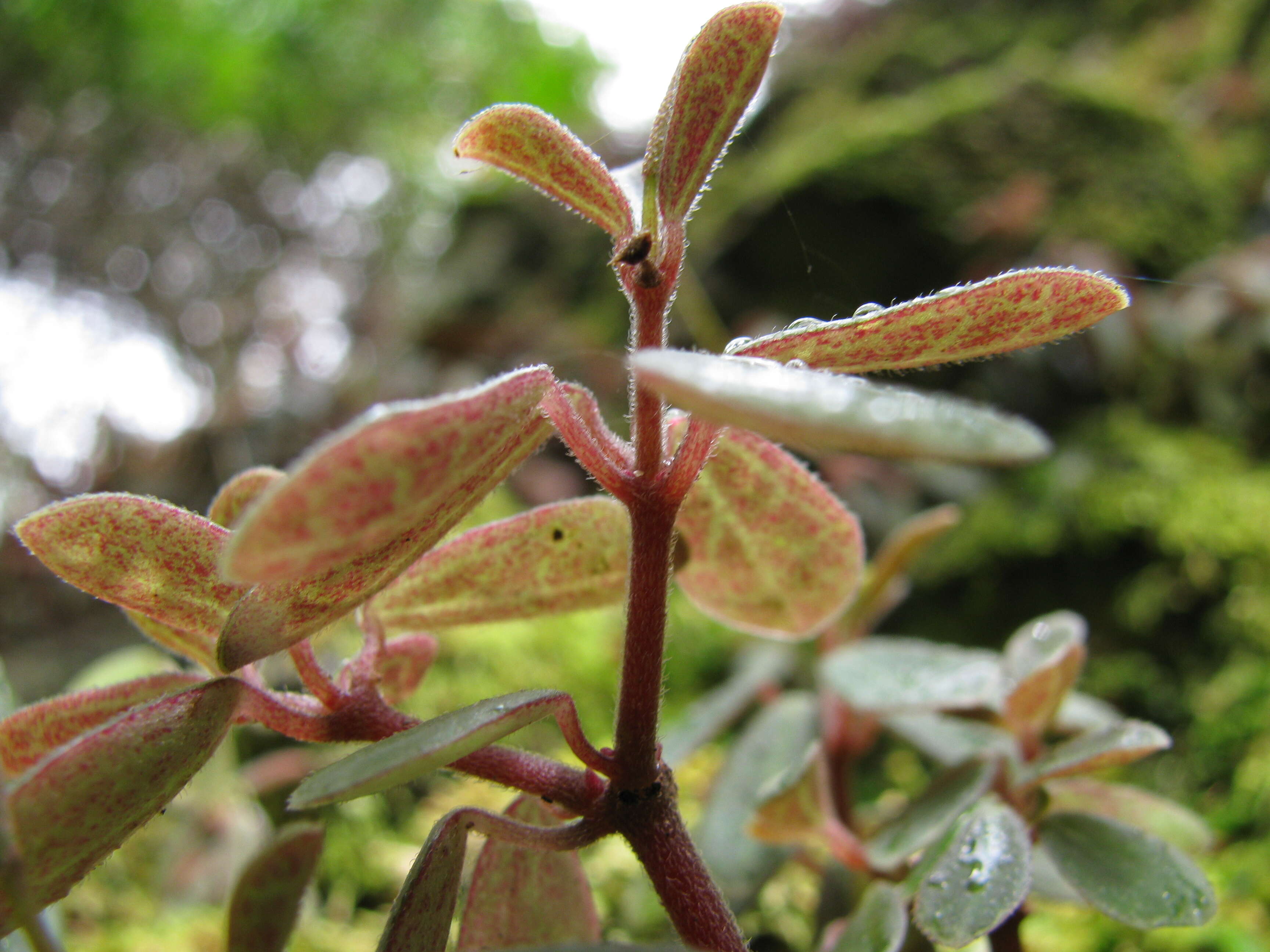 Image of peperomia