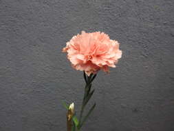 Image of carnation